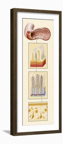 Small Intestine Structures, Artwork-null-Framed Photographic Print