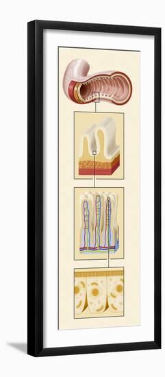 Small Intestine Structures, Artwork-null-Framed Photographic Print