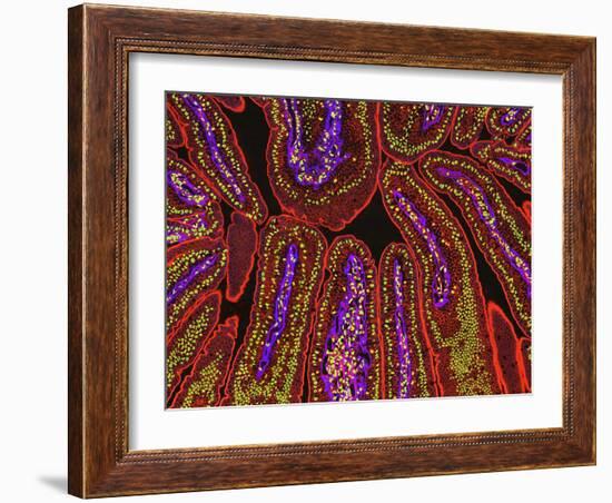 Small Intestine Villi, Section-Thomas Deerinck-Framed Photographic Print