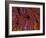 Small Intestine Villi, Section-Thomas Deerinck-Framed Photographic Print