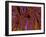 Small Intestine Villi, Section-Thomas Deerinck-Framed Photographic Print