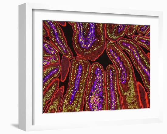 Small Intestine Villi, Section-Thomas Deerinck-Framed Photographic Print