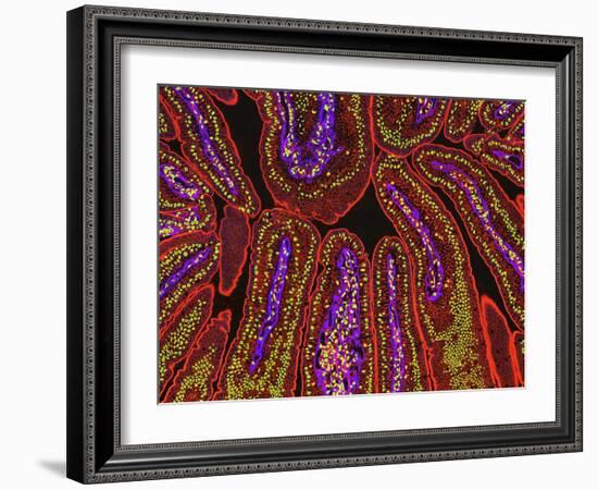 Small Intestine Villi, Section-Thomas Deerinck-Framed Photographic Print