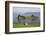 Small Island in Hardangerfjorden Nr Bergen, Western Fjords, Norway-Peter Adams-Framed Photographic Print