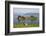 Small Island in Hardangerfjorden Nr Bergen, Western Fjords, Norway-Peter Adams-Framed Photographic Print