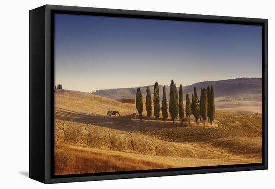 Small Isle of Cypress Trees in a Field in the Evening, Tuscany, Italy-null-Framed Premier Image Canvas