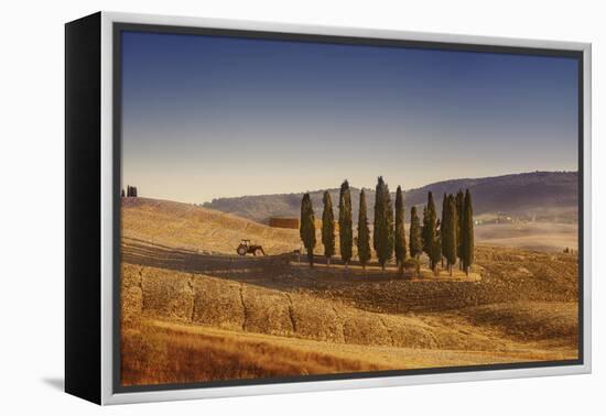 Small Isle of Cypress Trees in a Field in the Evening, Tuscany, Italy-null-Framed Premier Image Canvas