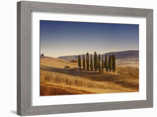 Small Isle of Cypress Trees in a Field in the Evening, Tuscany, Italy-null-Framed Photographic Print