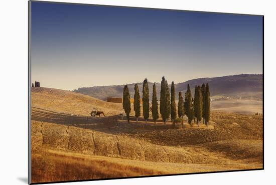 Small Isle of Cypress Trees in a Field in the Evening, Tuscany, Italy-null-Mounted Photographic Print