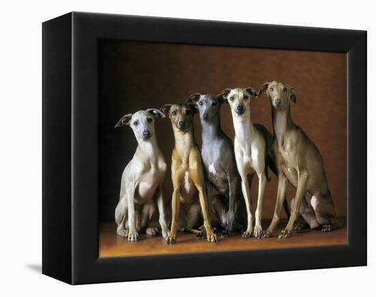 Small Italian Greyhounds Five Sitting Down Together-null-Framed Premier Image Canvas