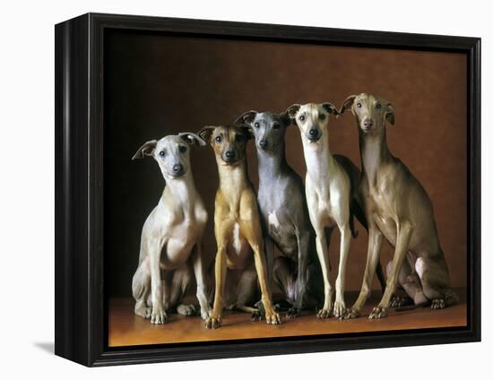 Small Italian Greyhounds Five Sitting Down Together-null-Framed Premier Image Canvas