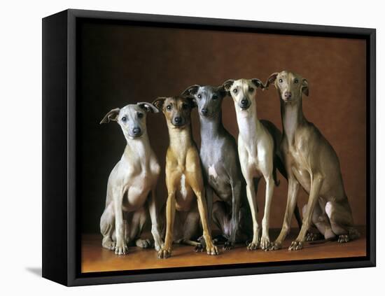 Small Italian Greyhounds Five Sitting Down Together-null-Framed Premier Image Canvas
