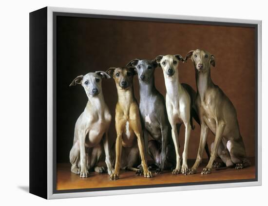 Small Italian Greyhounds Five Sitting Down Together-null-Framed Premier Image Canvas