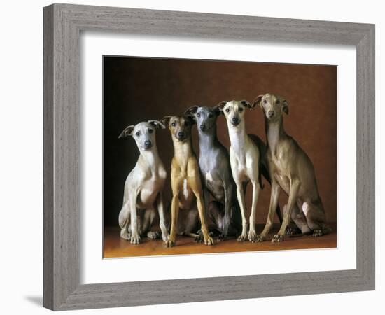 Small Italian Greyhounds Five Sitting Down Together-null-Framed Photographic Print