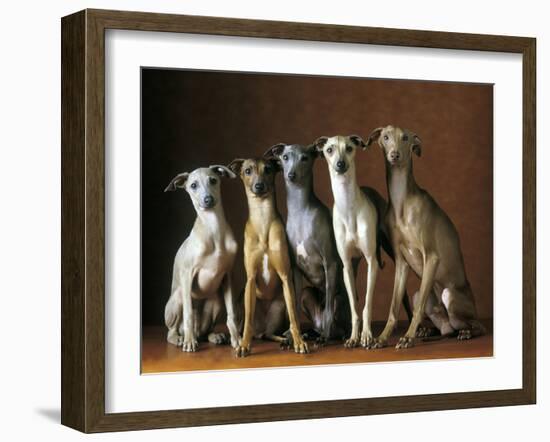 Small Italian Greyhounds Five Sitting Down Together-null-Framed Photographic Print