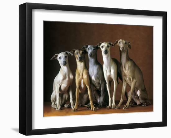 Small Italian Greyhounds Five Sitting Down Together-null-Framed Photographic Print