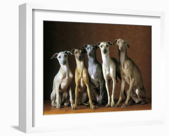 Small Italian Greyhounds Five Sitting Down Together-null-Framed Photographic Print