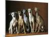 Small Italian Greyhounds Five Sitting Down Together-null-Mounted Photographic Print