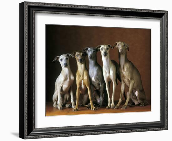 Small Italian Greyhounds Five Sitting Down Together-null-Framed Photographic Print