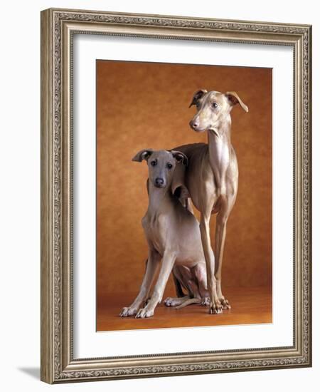 Small Italian Greyhounds Two Together-null-Framed Photographic Print