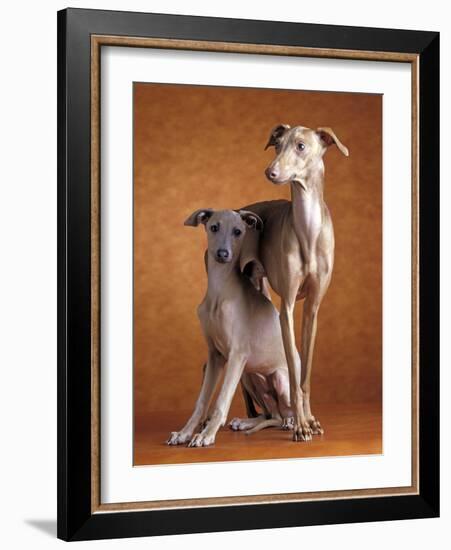 Small Italian Greyhounds Two Together-null-Framed Photographic Print