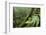 Small-Leaf Katydid, Yasuni NP, Amazon Rainforest, Ecuador-Pete Oxford-Framed Photographic Print