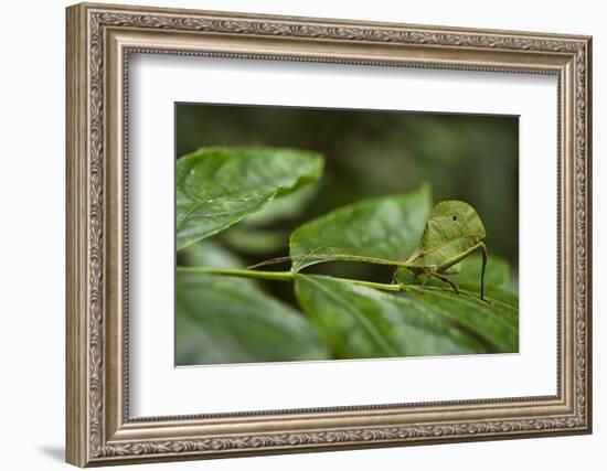 Small-Leaf Katydid, Yasuni NP, Amazon Rainforest, Ecuador-Pete Oxford-Framed Photographic Print