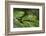 Small-Leaf Katydid, Yasuni NP, Amazon Rainforest, Ecuador-Pete Oxford-Framed Photographic Print