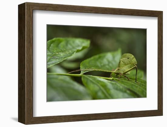 Small-Leaf Katydid, Yasuni NP, Amazon Rainforest, Ecuador-Pete Oxford-Framed Photographic Print