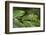 Small-Leaf Katydid, Yasuni NP, Amazon Rainforest, Ecuador-Pete Oxford-Framed Photographic Print