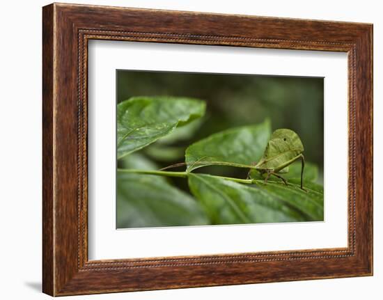 Small-Leaf Katydid, Yasuni NP, Amazon Rainforest, Ecuador-Pete Oxford-Framed Photographic Print