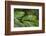 Small-Leaf Katydid, Yasuni NP, Amazon Rainforest, Ecuador-Pete Oxford-Framed Photographic Print