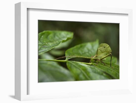 Small-Leaf Katydid, Yasuni NP, Amazon Rainforest, Ecuador-Pete Oxford-Framed Photographic Print