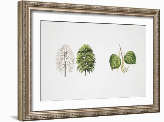 Small-Leaved Lime (Tilia Cordata)-null-Framed Giclee Print