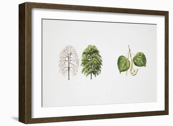 Small-Leaved Lime (Tilia Cordata)-null-Framed Giclee Print