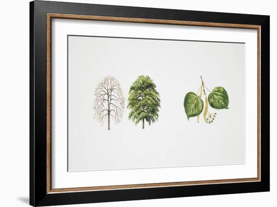 Small-Leaved Lime (Tilia Cordata)-null-Framed Giclee Print