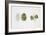 Small-Leaved Lime (Tilia Cordata)-null-Framed Giclee Print