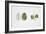 Small-Leaved Lime (Tilia Cordata)-null-Framed Giclee Print