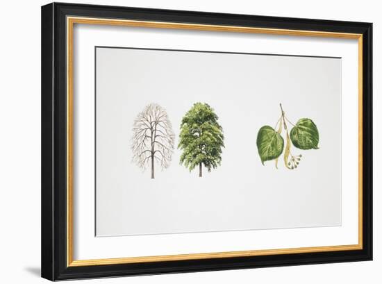 Small-Leaved Lime (Tilia Cordata)-null-Framed Giclee Print