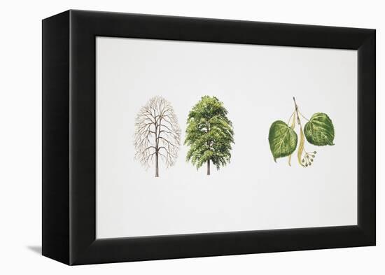 Small-Leaved Lime (Tilia Cordata)-null-Framed Premier Image Canvas