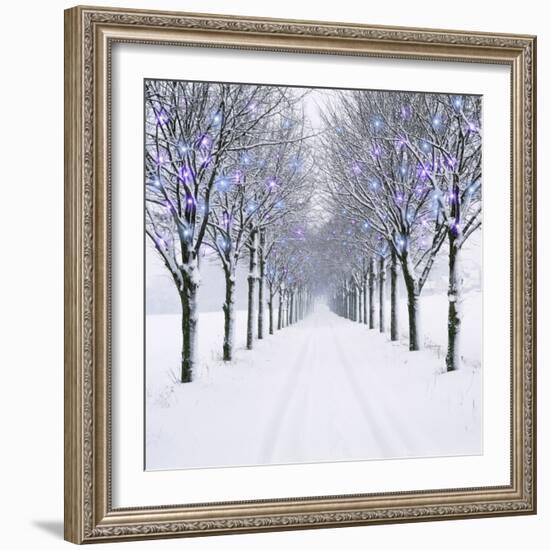Small-Leaved Lime Trees in Winter Snow-Ake Lindau-Framed Photographic Print