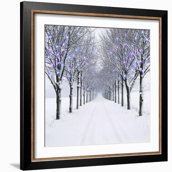 Small-Leaved Lime Trees in Winter Snow-Ake Lindau-Framed Photographic Print