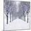 Small-Leaved Lime Trees in Winter Snow-Ake Lindau-Mounted Photographic Print