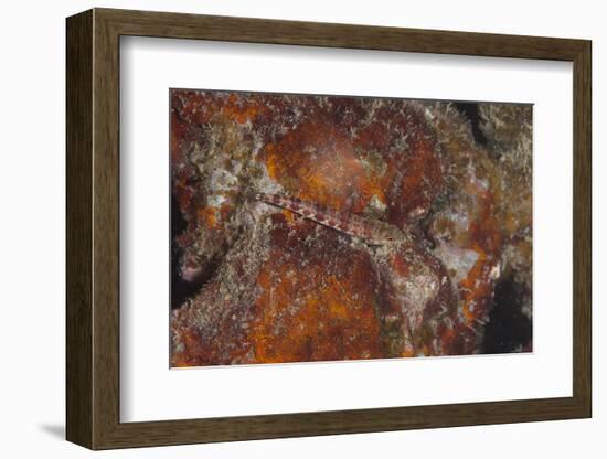 Small Lizardfish, Fiji-Stocktrek Images-Framed Photographic Print