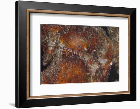 Small Lizardfish, Fiji-Stocktrek Images-Framed Photographic Print