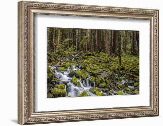 Small lush creek, Sol Duc Valley, Olympic National Park, Washington State, USA-Chuck Haney-Framed Photographic Print