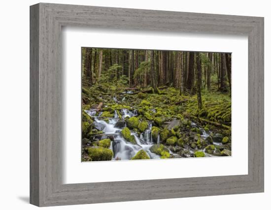 Small lush creek, Sol Duc Valley, Olympic National Park, Washington State, USA-Chuck Haney-Framed Photographic Print