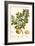 Small Miller's Bounty I-John Miller-Framed Premium Giclee Print