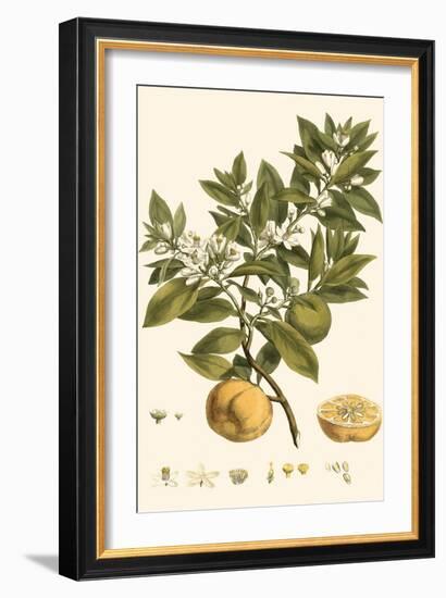 Small Miller's Bounty I-John Miller-Framed Premium Giclee Print