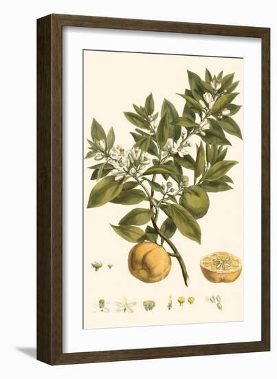 Small Miller's Bounty I-John Miller-Framed Art Print